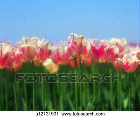 Stock Image - scenery, spring, nature, outdoors, flowers, close-up. Fotosearch