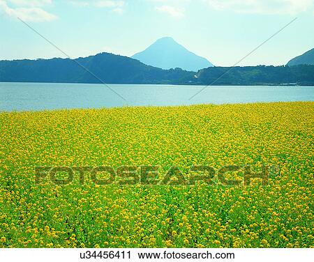 scenery, spring, nature, outdoors, flowers, fields View Large Photo Image Stock Image - scenery, spring, nature, outdoors, flowers, fields. Fotosearch