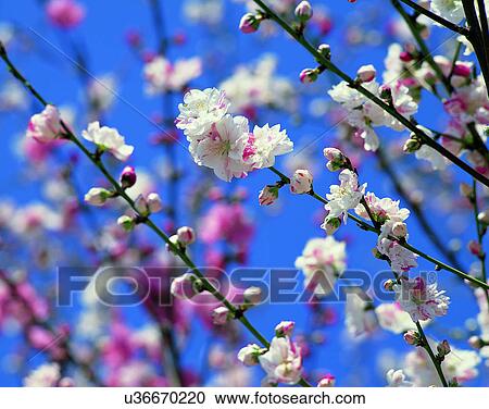 Stock Image - scenery, spring, nature, outdoors, flowers, buds. Fotosearch