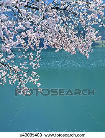 scenery, spring, nature, outdoors, flowers, close-up View Large Photo Image Stock Image - scenery, spring, nature, outdoors, flowers, close-up. Fotosearch
