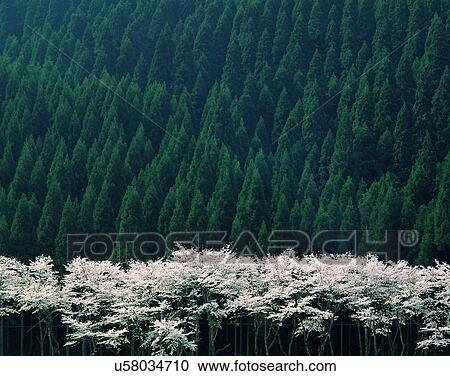 scenery, spring, nature, outdoors, trees, forest View Large Photo Image Stock Image - scenery, spring, nature, outdoors, trees, forest. Fotosearch