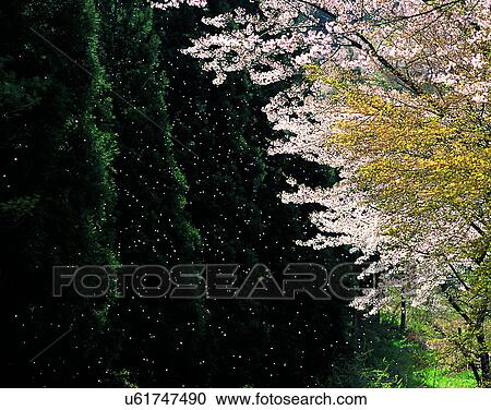 scenery, spring, nature, outdoors, flowers, trees View Large Photo Image Stock Image - scenery, spring, nature, outdoors, flowers, trees. Fotosearch