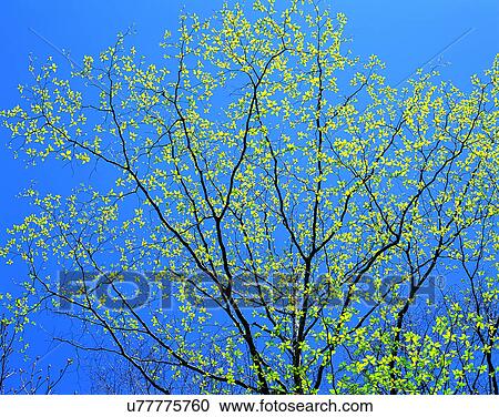 scenery, spring, nature, outdoors, tree, sky View Large Photo Image Stock Image - scenery, spring, nature, outdoors, tree, sky. Fotosearch