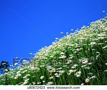 scenery, spring, nature, outdoors, flowers, field View Large Photo Image Stock Image - scenery, spring, nature, outdoors, flowers, field. Fotosearch