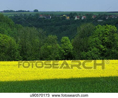 Stock Image - scenery, spring, nature, outdoors, flowers, fields. Fotosearch