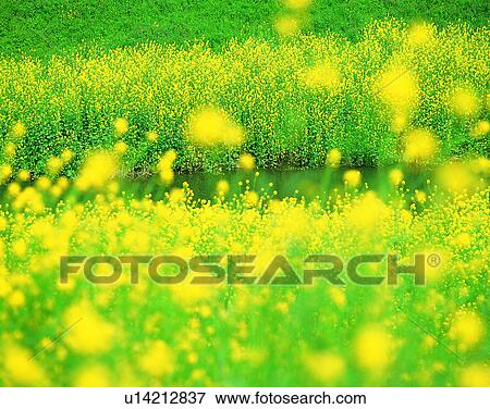 Stock Photo - scenery, spring, nature, outdoors, flowers, fields. Fotosearch