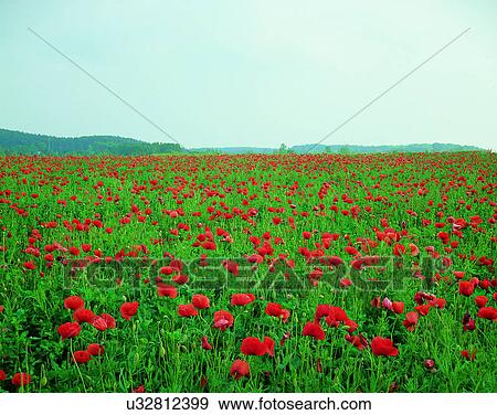 Stock Photo - scenery, spring, nature, outdoors, flowers, fields. Fotosearch