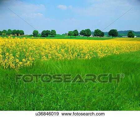 Stock Photo - scenery, spring, nature, outdoors, flowers, fields. Fotosearch