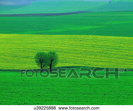 Stock Photo - scenery, spring, nature, outdoors, flowers, fields. Fotosearch