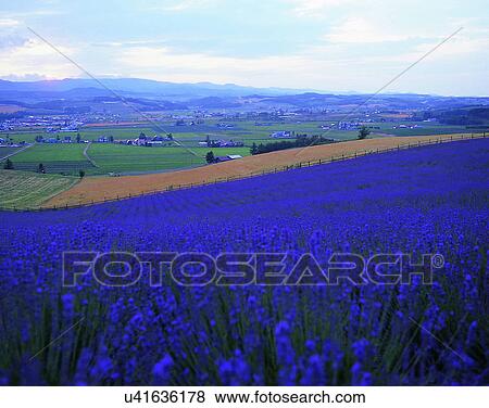 Stock Photo - scenery, spring, nature, outdoors, flowers, fields. Fotosearch