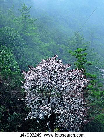 Stock Photo - scenery, spring, nature, outdoors, flowers, trees. Fotosearch