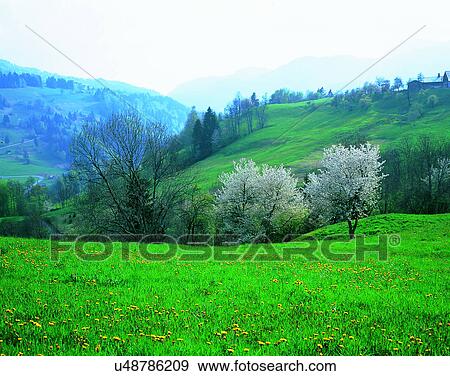 scenery, spring, nature, outdoors, flowers, fields View Large Photo Image Stock Photo - scenery, spring, nature, outdoors, flowers, fields. Fotosearch
