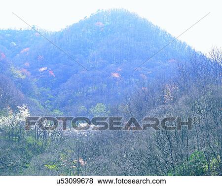 scenery, spring, nature, outdoors, trees, forest View Large Photo Image Stock Photo - scenery, spring, nature, outdoors, trees, forest. Fotosearch