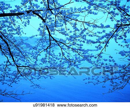 scenery, spring, nature, outdoors, flowers, trees View Large Photo Image Stock Photo - scenery, spring, nature, outdoors, flowers, trees. Fotosearch