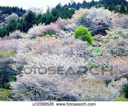 scenery, spring, nature, outdoors, flowers, trees View Large Photo Image Stock Photograph - scenery, spring, nature, outdoors, flowers, trees. Fotosearch