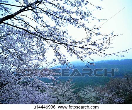 scenery, spring, nature, outdoors, flowers, trees View Large Photo Image Stock Photograph - scenery, spring, nature, outdoors, flowers, trees. Fotosearch