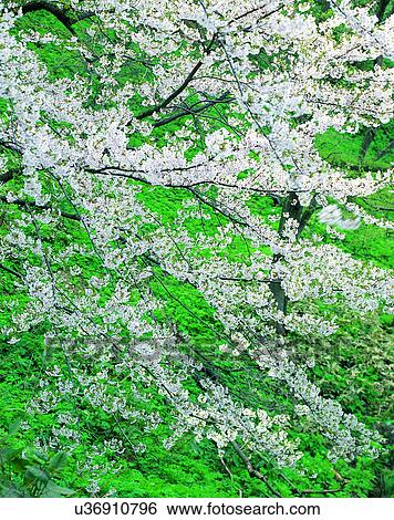 scenery, spring, nature, outdoors, flowers, close-up View Large Photo Image Stock Photograph - scenery, spring, nature, outdoors, flowers, close-up. Fotosearch
