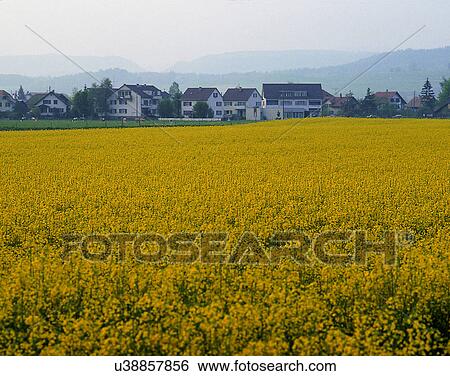Stock Photograph - scenery, spring, nature, outdoors, flowers, fields. Fotosearch