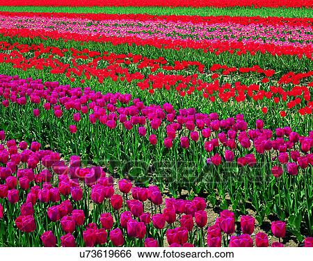 Stock Photograph - scenery, spring, nature, outdoors, flowers, fields. Fotosearch