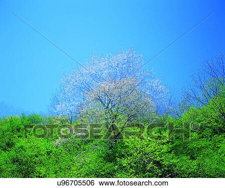 Stock Photograph - scenery, spring, nature, outdoors, flowers, trees. Fotosearch