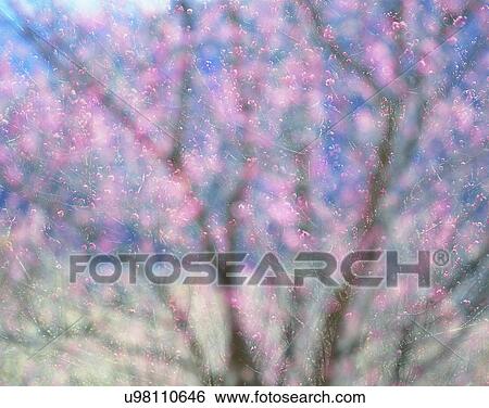 scenery, spring, nature, outdoors, flowers, trees View Large Photo Image Stock Photograph - scenery, spring, nature, outdoors, flowers, trees. Fotosearch