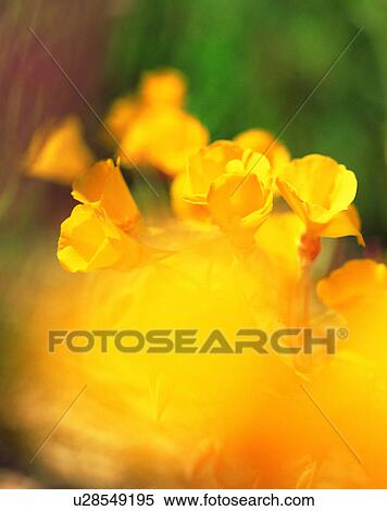 scenery, spring, nature, outdoors, flowers, close-up View Large Photo Image Stock Photography - scenery, spring, nature, outdoors, flowers, close-up. Fotosearch