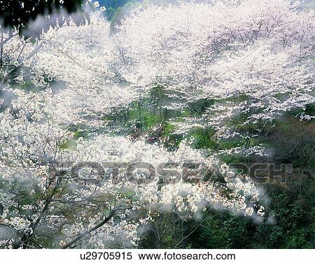 scenery, spring, nature, outdoors, flowers, trees View Large Photo Image Stock Photography - scenery, spring, nature, outdoors, flowers, trees. Fotosearch