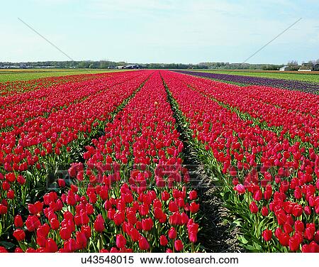 Stock Photography - scenery, spring, nature, outdoors, flowers, fields. Fotosearch