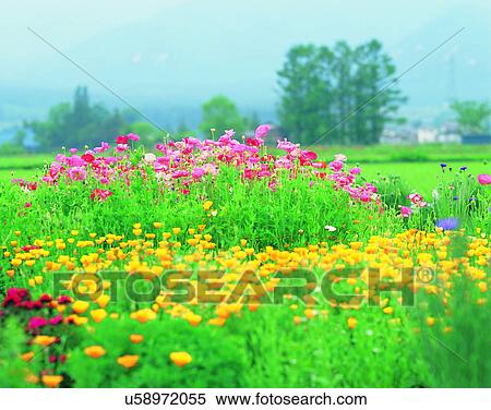 Stock Photography - scenery, spring, nature, outdoors, flowers, fields. Fotosearch