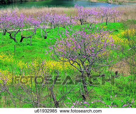 scenery, spring, nature, outdoors, flowers, fields View Large Photo Image Stock Photography - scenery, spring, nature, outdoors, flowers, fields. Fotosearch
