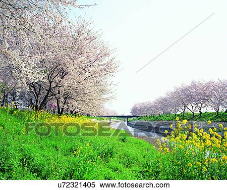 scenery, spring, nature, outdoors, flowers, fields View Large Photo Image Stock Photography - scenery, spring, nature, outdoors, flowers, fields. Fotosearch