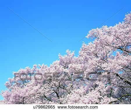 scenery, spring, nature, outdoors, flowers, trees View Large Photo Image Stock Photography - scenery, spring, nature, outdoors, flowers, trees. Fotosearch
