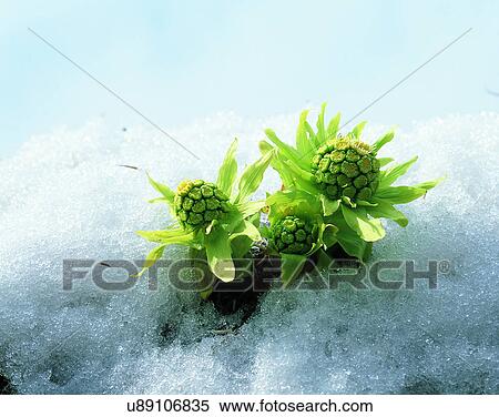 scenery, spring, nature, outdoors, flowers, snow View Large Photo Image Stock Photography - scenery, spring, nature, outdoors, flowers, snow. Fotosearch