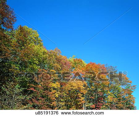 Stock Photograph - sky, nature, trees, outdoors, scenery, autumn. Fotosearch