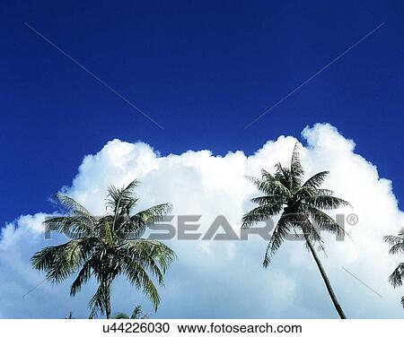 Stock Image - summer, outdoors, sky, clouds, trees, coconut. Fotosearch