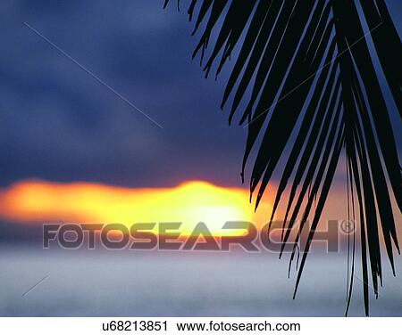 summer, outdoors, sky, sunset, close-up, tree View Large Photo Image Stock Image - summer, outdoors, sky, sunset, close-up, tree. Fotosearch