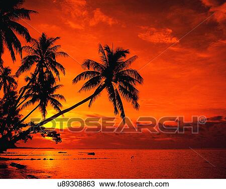 summer, outdoors, sky, sunset, silhouette, trees View Large Photo Image Stock Image - summer, outdoors, sky, sunset, silhouette, trees. Fotosearch