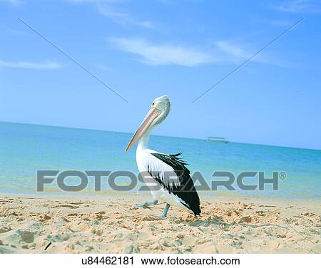 summer, outdoors, sky, water, beach, sand View Large Photo Image Stock Image - summer, outdoors, sky, water, beach, sand. Fotosearch