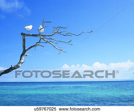 Stock Photography - summer, outdoors, sky, water, birds, seagulls. Fotosearch