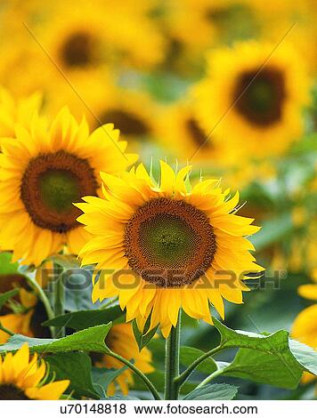 summer, outdoors, sunflowers, close-up View Large Photo Image Stock Photo - summer, outdoors, sunflowers, close-up. Fotosearch