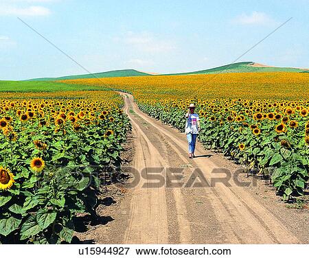 summer, outdoors, sunflowers, field, road, person View Large Photo Image Stock Photo - summer, outdoors, sunflowers, field, road, person. Fotosearch