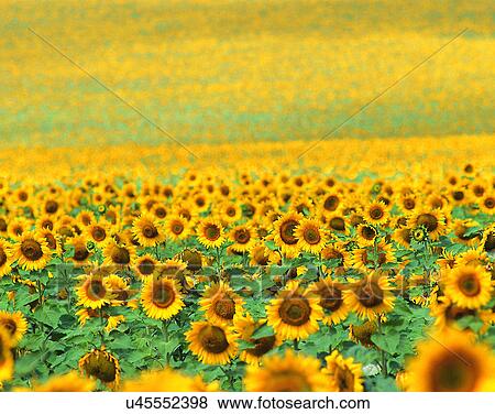 summer, outdoors, sunflowers, field View Large Photo Image Stock Photo - summer, outdoors, sunflowers, field. Fotosearch