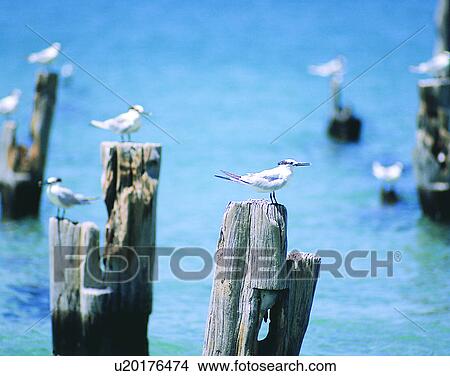 summer, outdoors, water, birds, wood, sea View Large Photo Image Picture - summer, outdoors, water, birds, wood, sea. Fotosearch