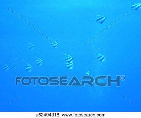 summer, underwater, fish, blue View Large Photo Image Stock Photo - summer, underwater, fish, blue. Fotosearch
