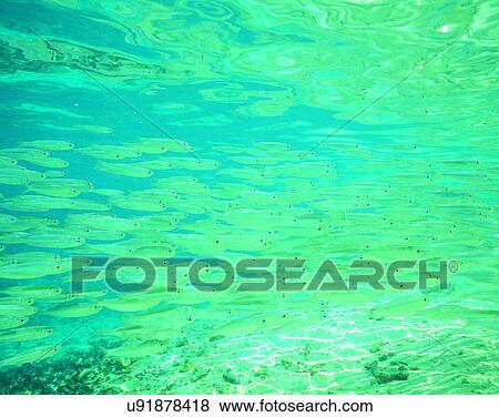 summer, underwater, fish View Large Photo Image Stock Photo - summer, underwater, fish. Fotosearch