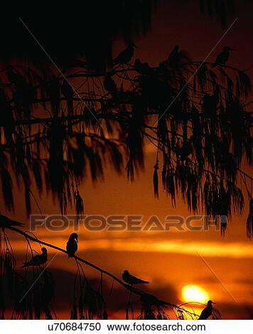 Stock Image - sun light, sun, sky, clouds, outdoors, sunset. Fotosearch