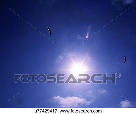 Stock Photo - sun light, sun, sky, clouds, outdoors, bird. Fotosearch