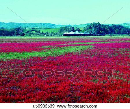 Stock Photo - train, travel, transportation, outdoors, daylight, fields. Fotosearch