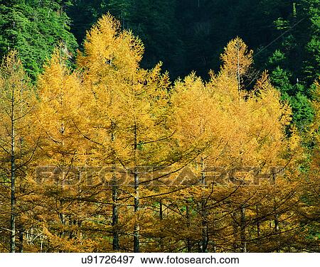 trees, nature, colrs, outdoors, scenery, autumn View Large Photo Image Stock Photo - trees, nature, colrs, outdoors, scenery, autumn. Fotosearch