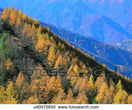 Stock Image - trees, nature, forest, outdoors, scenery, autumn. Fotosearch
